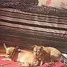 animal, blanket, brown_fur, companion, couch, cozy, cushion, dog, domestic, floor, home, indoor, laying_down, pet, relaxed, resting, small_dog, sunlight, two_dogs, wooden_floor