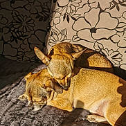 Pumba Et Venus a rejoint le concours — aidez-le/la à gagner de superbes lots ! animal, blanket, brown_fur, companion, couch, cozy, cute, dog, ears, floral_pattern, indoor, peaceful, pet, resting, shadow, sleeping, small_dog, snuggling, sunlight, two_dogs