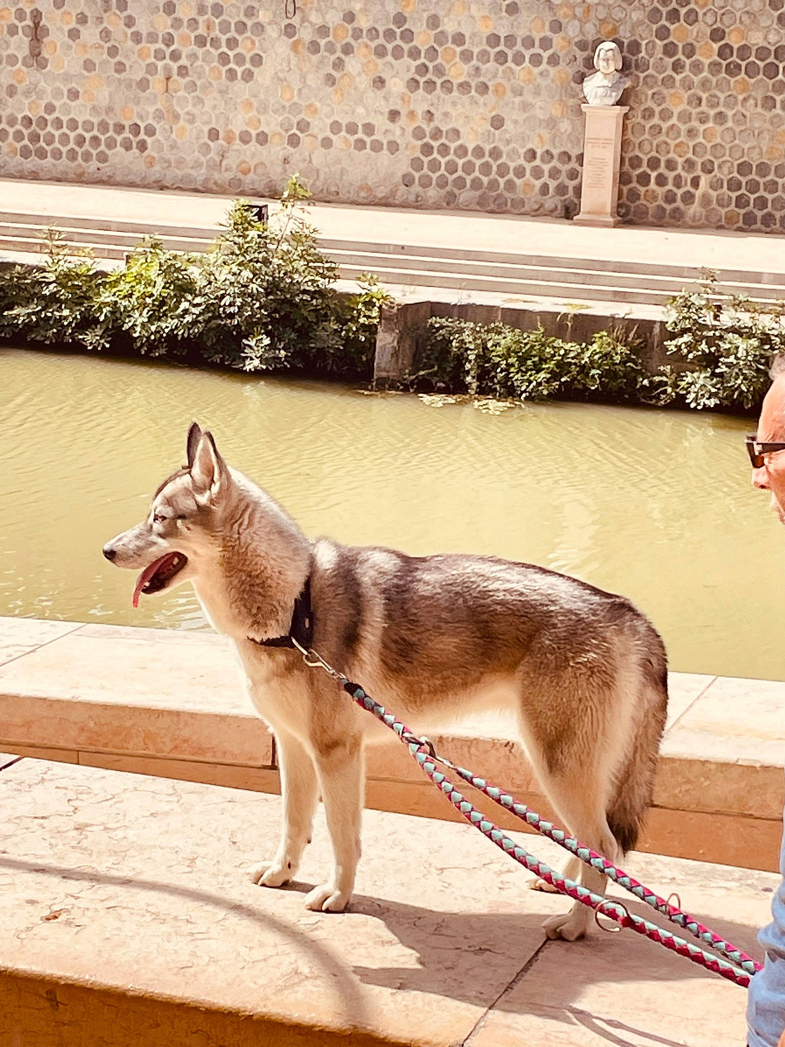 Maya a rejoint le concours — aidez-le/la à gagner de superbes lots ! canidae, canis, carnivore, companion_dog, dog, dog_breed, fawn, flooring, fur, leash, pet_supply, plant, snout, sporting_group, tail, terrestrial_animal, wildlife, wood, working_animal, working_dog