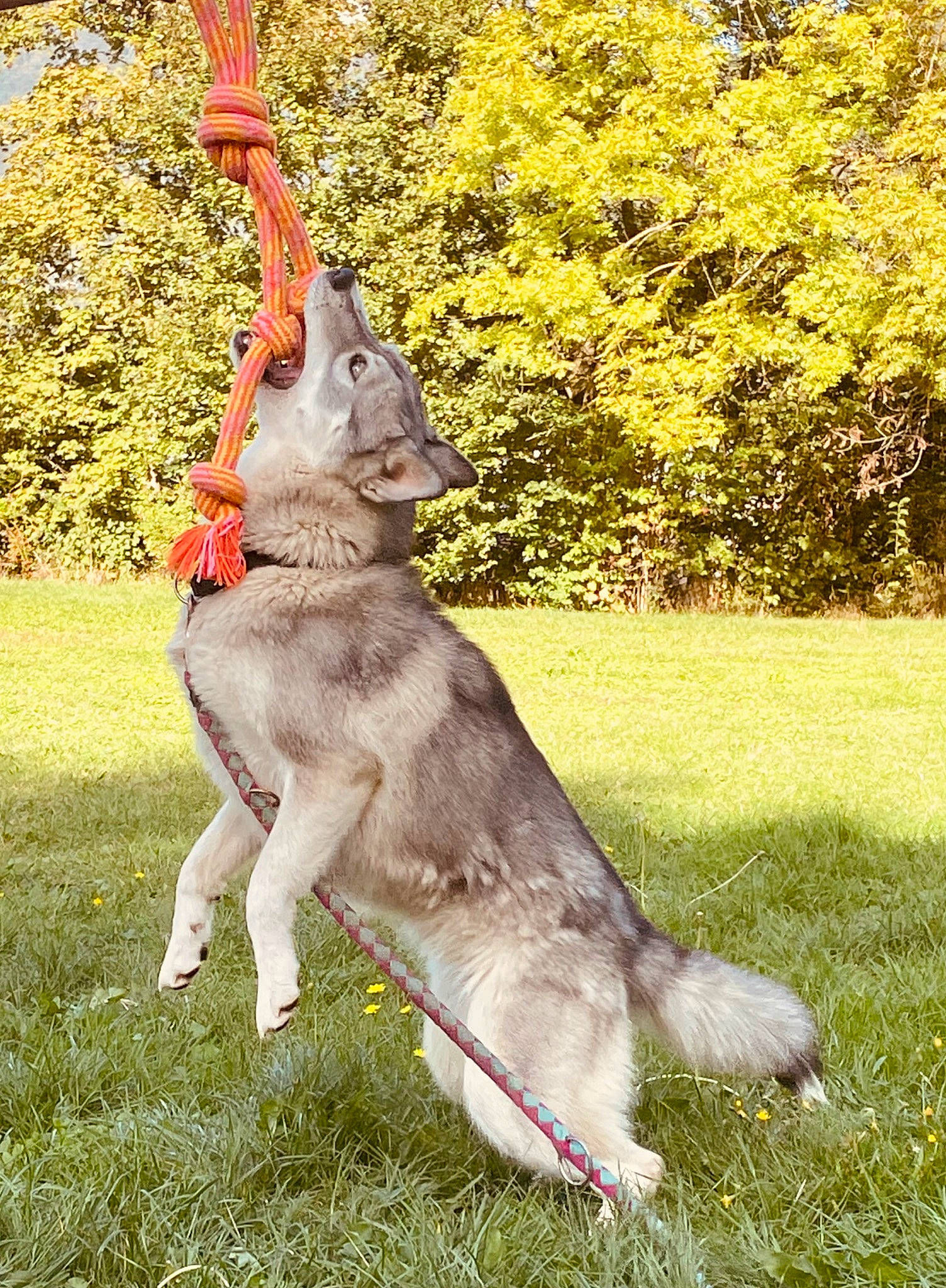 Maya participe au concours pour gagner de l'argent avec cette photo : canidae, collar, companion_dog, dog_breed, fawn, fur, grass, grassland, plant, sporting_group, tail, terrestrial_animal, tree