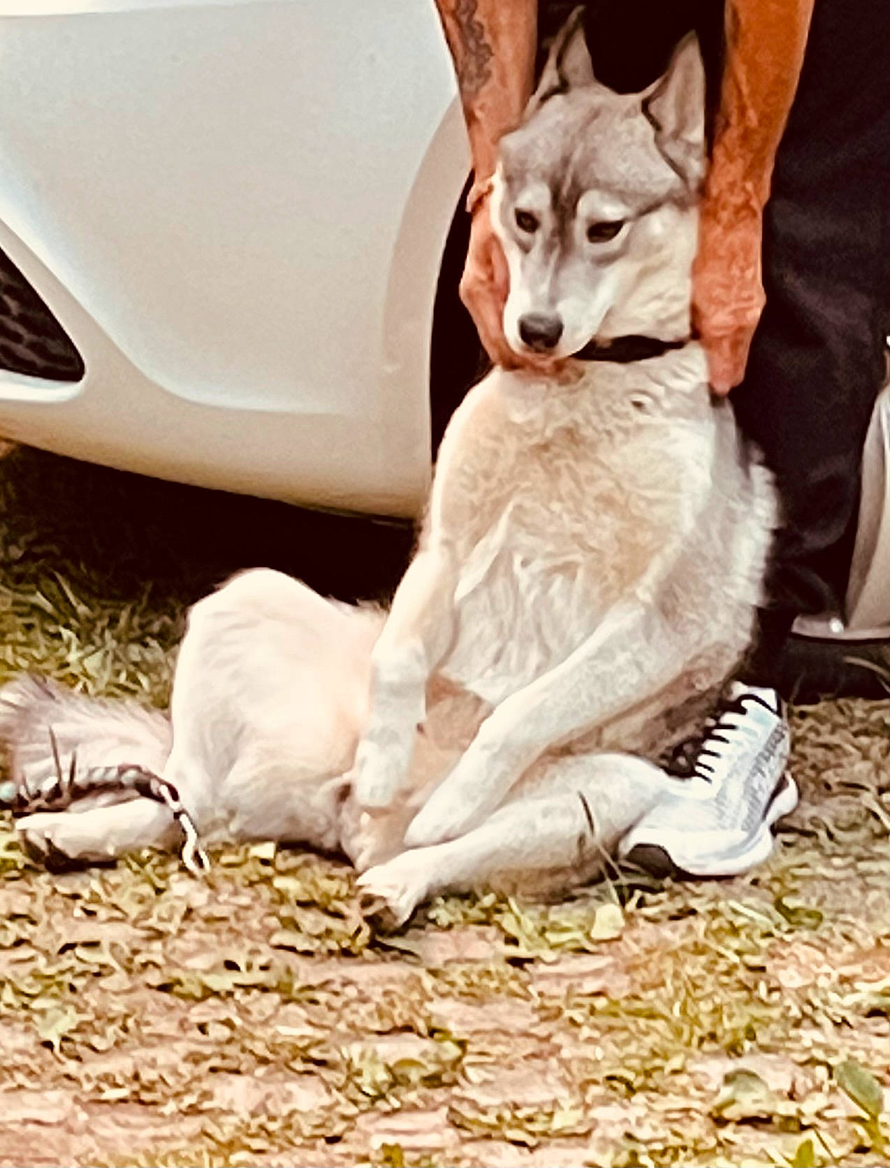 Maya participe au concours pour gagner de l'argent avec cette photo : automotive_exterior, automotive_lighting, automotive_tire, canidae, carnivore, comfort, companion_dog, dog, dog_breed, fawn, felidae, fender, foot, fur, grass, hood, sitting, tail, vehicle_door, whiskers