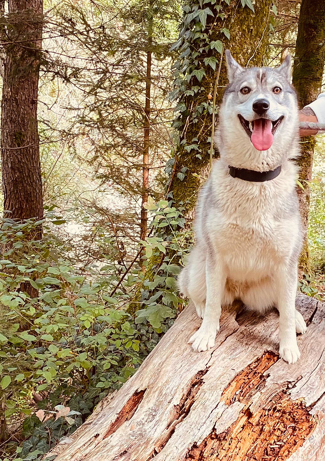 Maya a rejoint le concours — aidez-le/la à gagner de superbes lots ! canidae, canis, carnivore, companion_dog, dog, dog_breed, fang, forest, grass, plant, snout, sporting_group, tail, temperate_broadleaf_and_mixed_forest, terrestrial_animal, tree, trunk, twig, whiskers, wood