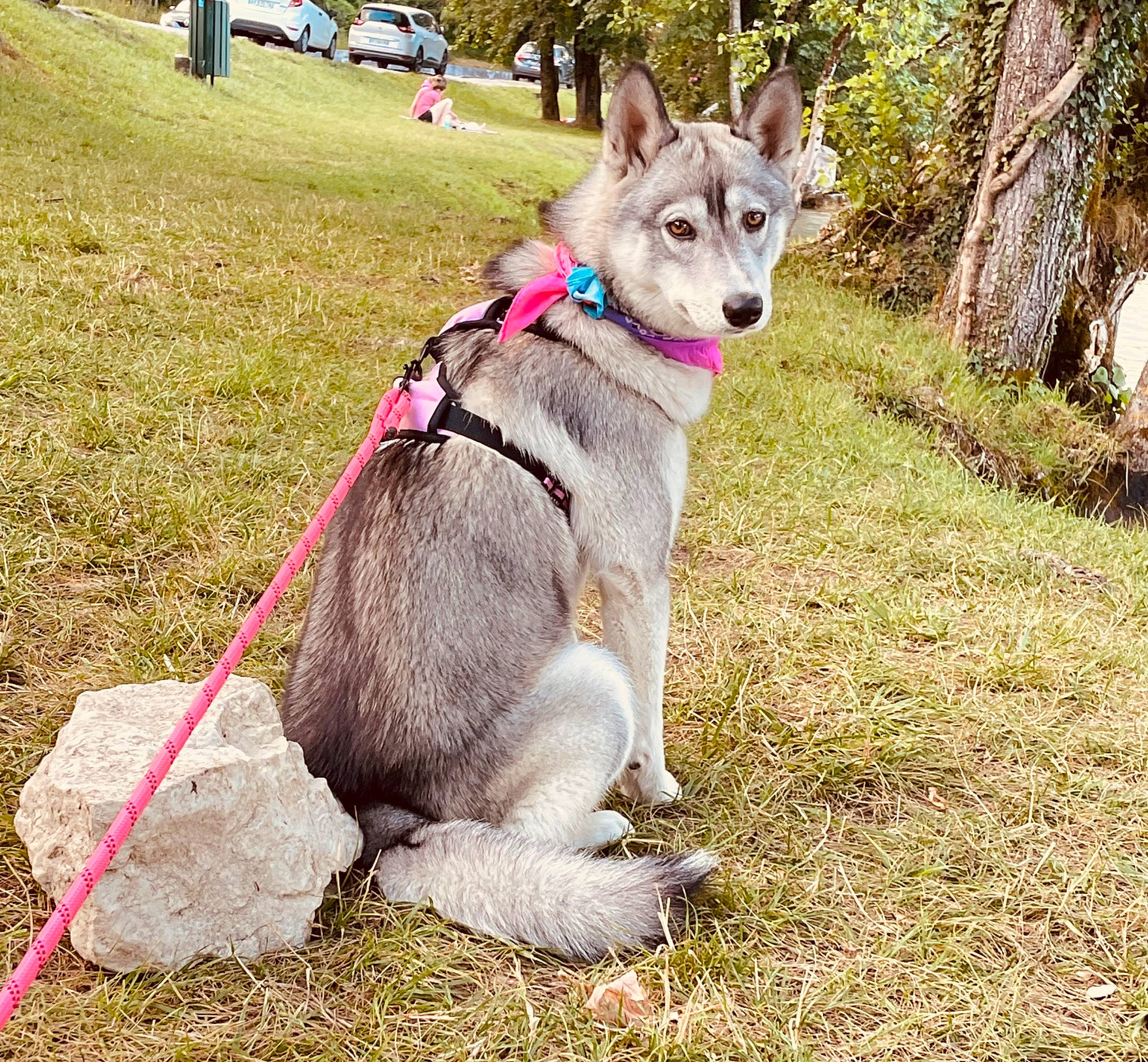 Maya