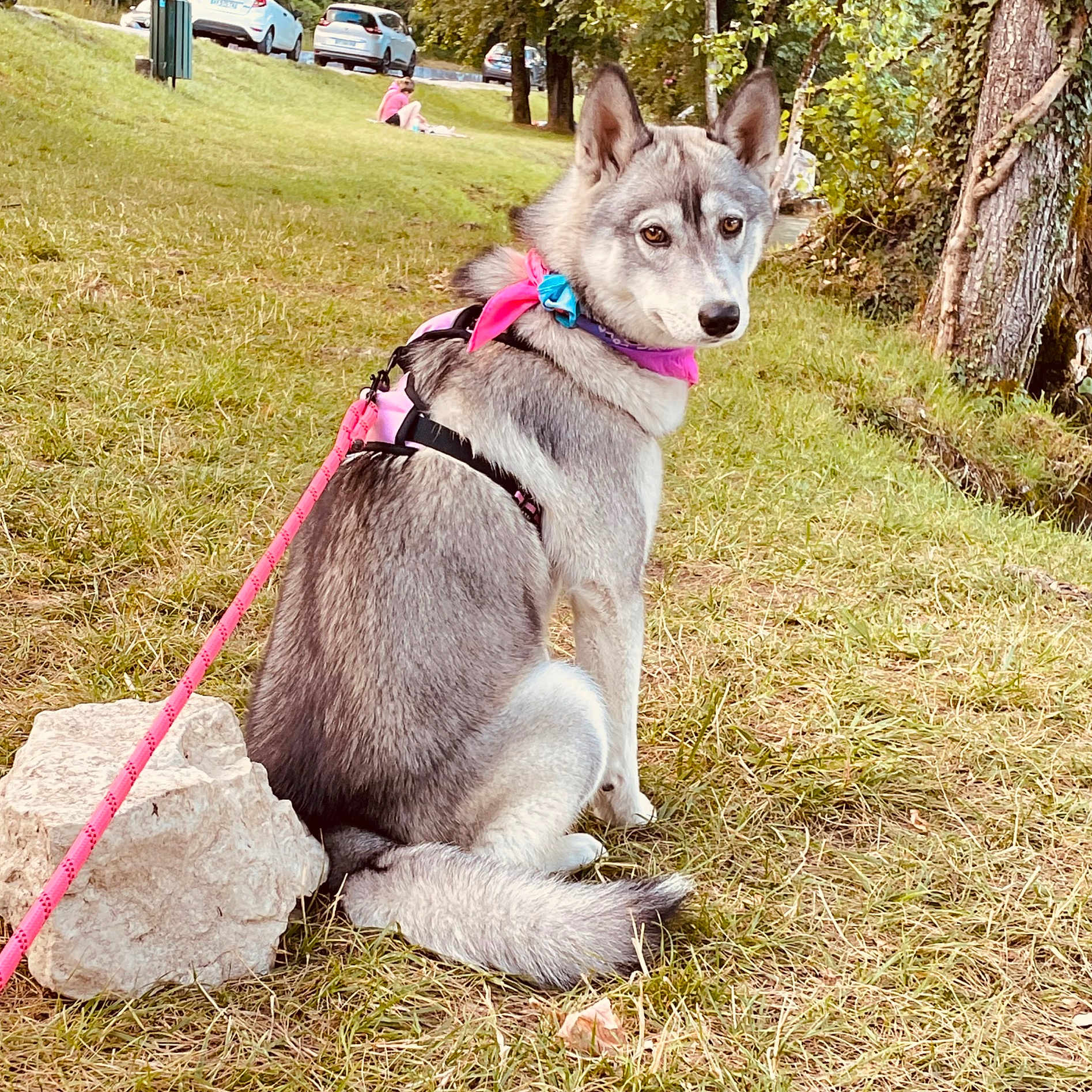 Maya