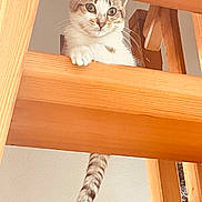 Milo participe au concours pour gagner de l'argent avec cette photo : cat, wood, railing, stairs, curious, pet, animal, indoor, feline, tail, paws, looking, brown, white, striped, closeup, house, cute, young, resting