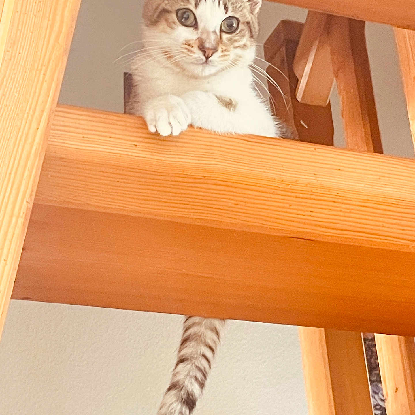 Milo