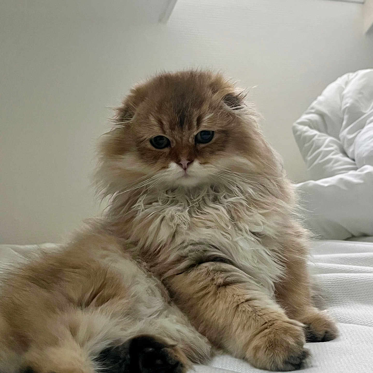 Yumi a rejoint le concours — aidez-le/la à gagner de superbes lots ! abyssinian, adult, angora, animal, bed, bedroom, blanket, cat, couch, cushion, furniture, homedecor, indoors, interiordesign, kitten, male, man, manx, person, pet