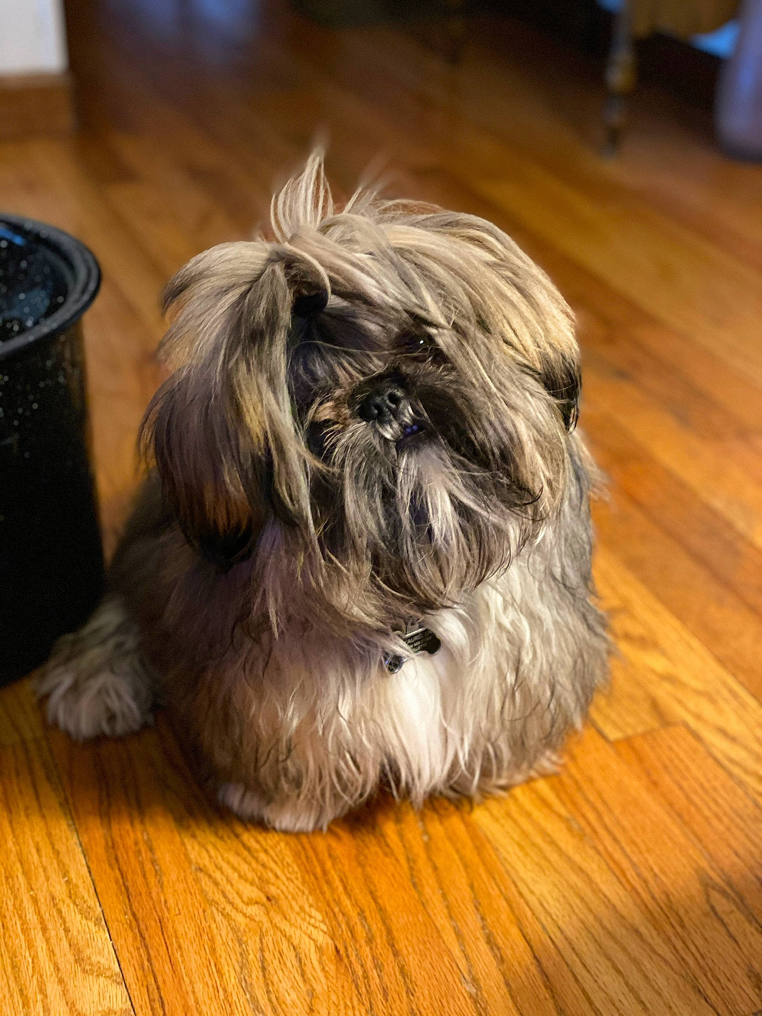 Boobear is registered to the contest to win money with this photo: canidae, carnivore, companion_dog, dog, dog_breed, fawn, flooring, grey, hardwood, laminate_flooring, liver, plank, shih_tzu, small_terrier, snout, terrier, toy_dog, varnish, wood, wood_stain