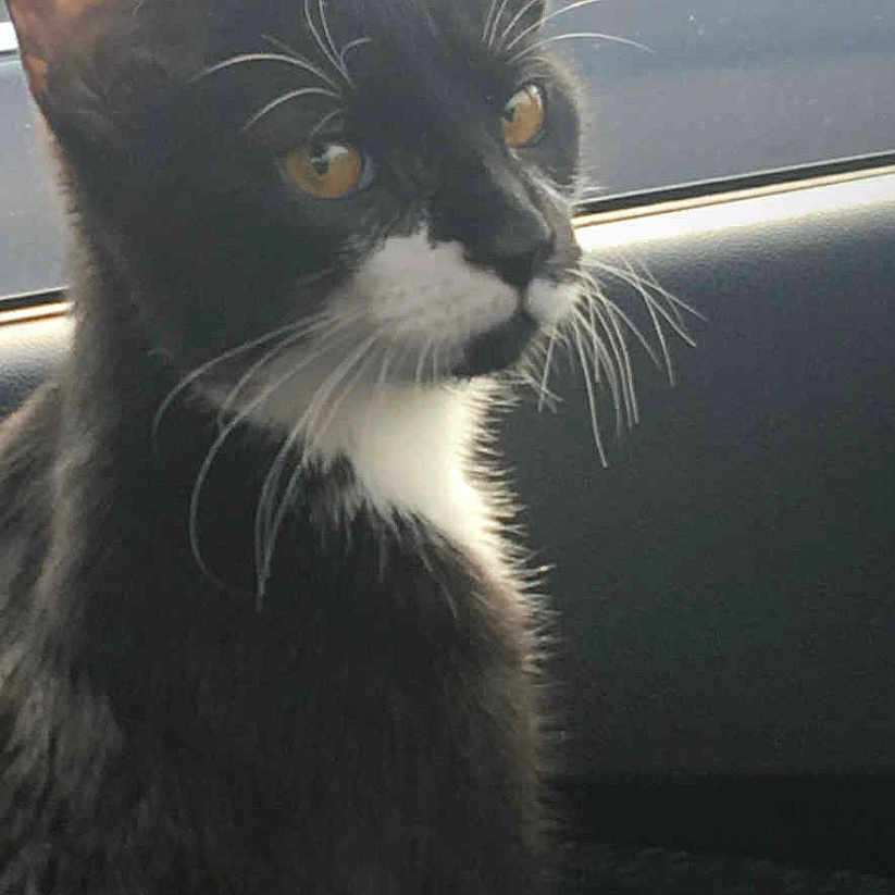 Luna joined the competition — help win amazing prizes! animal, black_and_white, car_interior, cat, close_up, curious, domestic_cat, ears, eyes, feline, fur, indoors, looking, pet, side_profile, sitting, soft_light, tuxedo_cat, whiskers, window