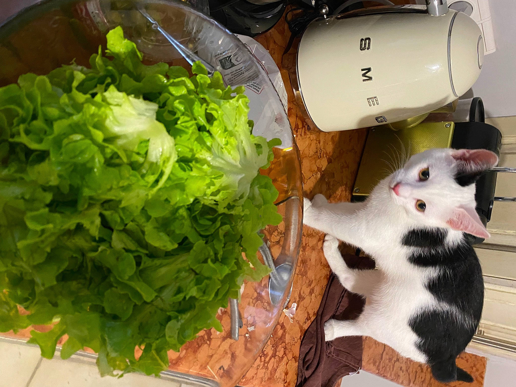 Ricky participe au concours pour gagner de l'argent avec cette photo : carnivore, cat, comfort_food, cuisine, dish, felidae, flowering_plant, food, fur, grass, herb, ingredient, leaf_vegetable, produce, recipe, small_to_medium_sized_cats, tail, vegetable, whiskers, wood