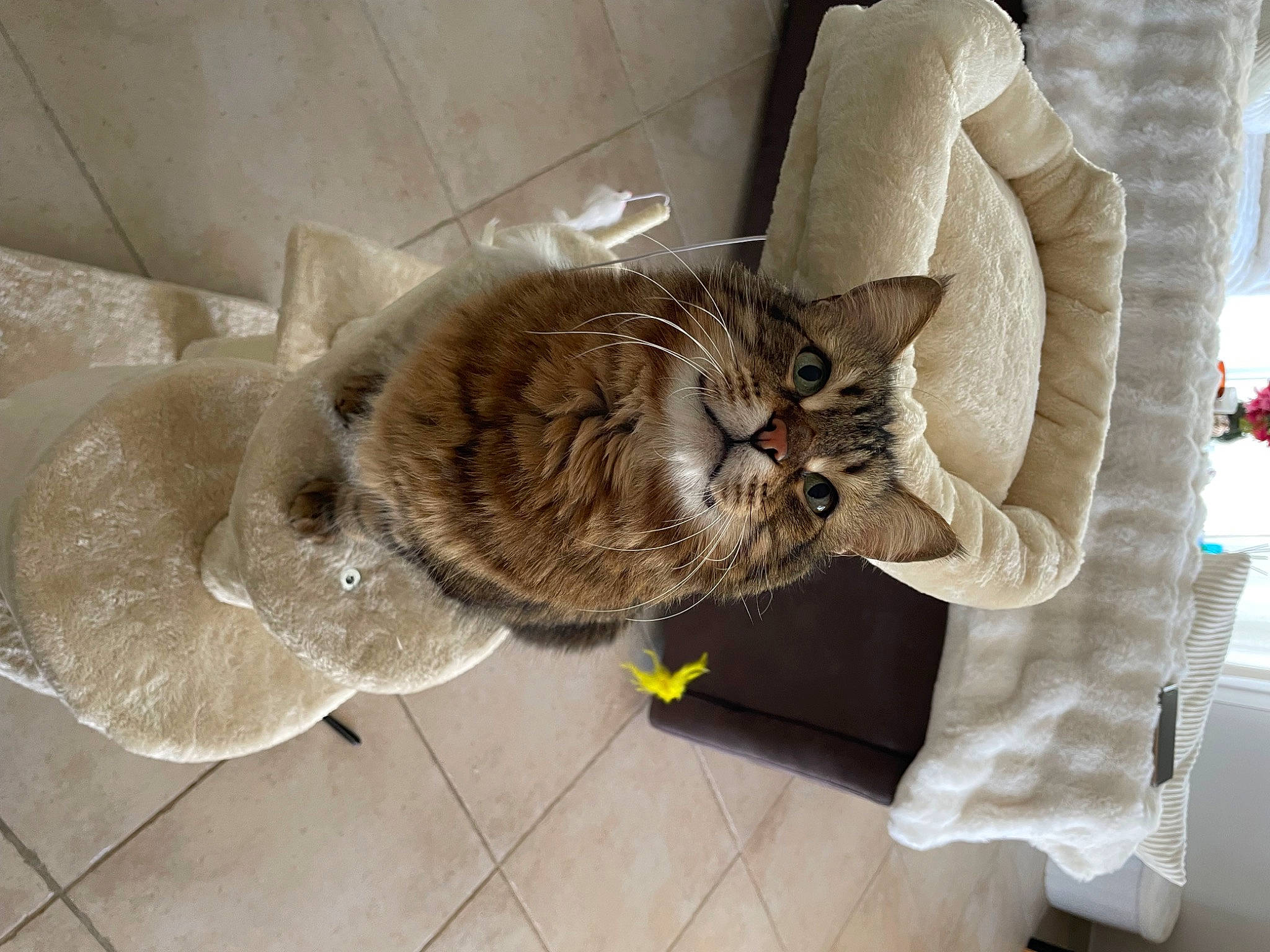 Marley participe au concours pour gagner de l'argent avec cette photo : box, cardboard, carnivore, cat, claw, comfort, couch, domestic_short_haired_cat, fawn, felidae, flooring, fur, grey, paw, small_to_medium_sized_cats, snout, tail, whiskers, window, wood