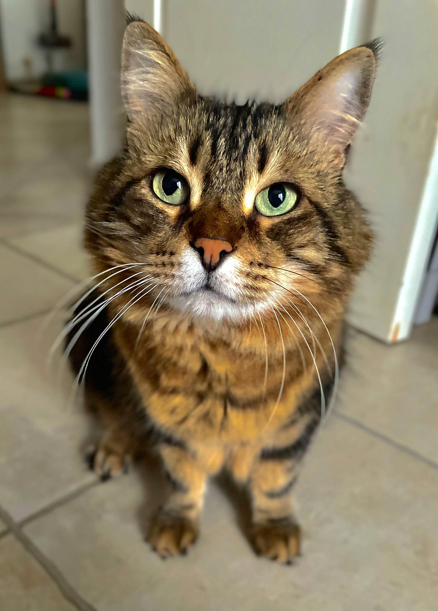 Marley a rejoint le concours — aidez-le/la à gagner de superbes lots ! carnivore, cat, claw, domestic_short_haired_cat, felidae, fur, iris, paw, small_to_medium_sized_cats, snout, terrestrial_animal, whiskers, wildlife