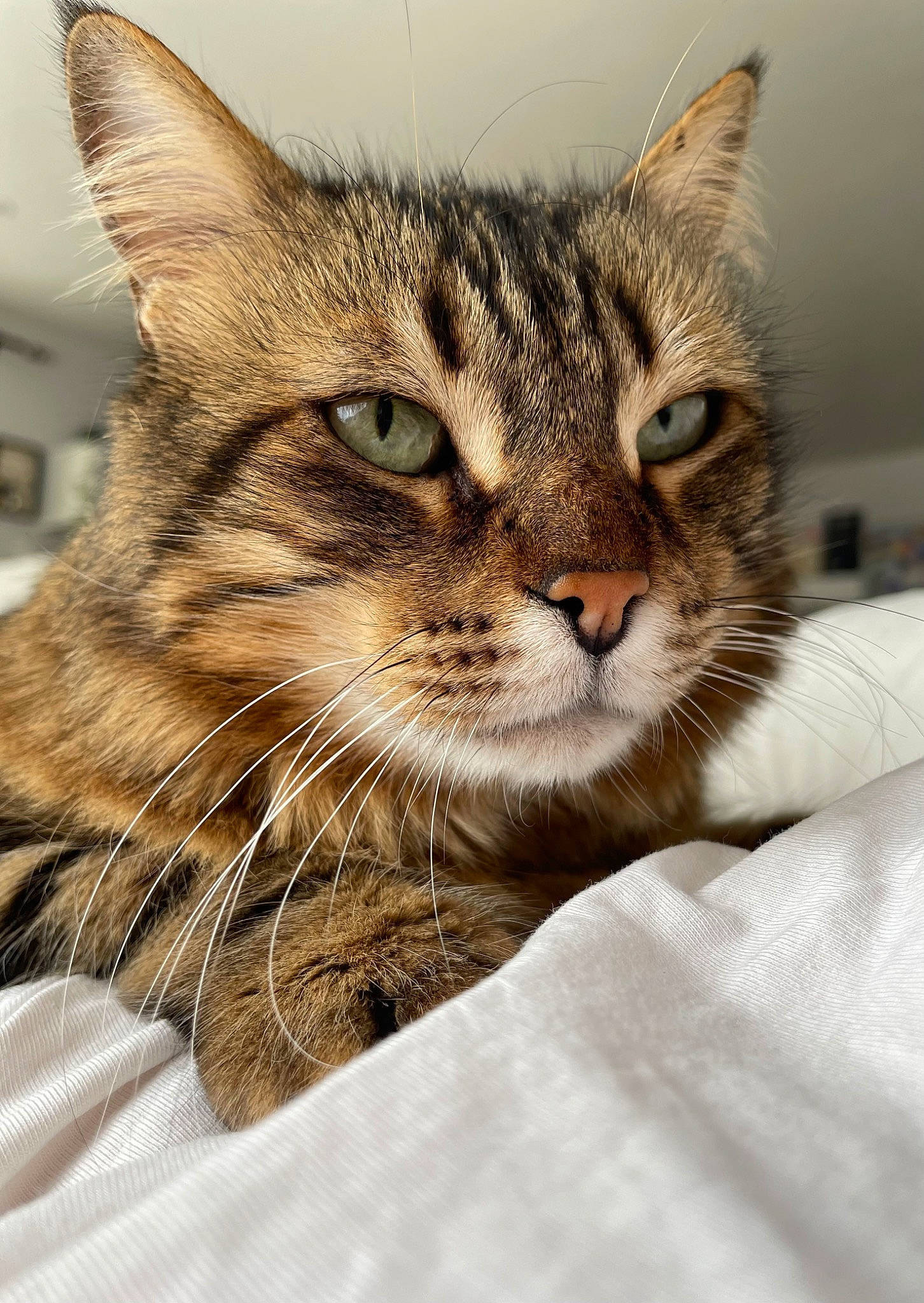 Marley a rejoint le concours — aidez-le/la à gagner de superbes lots ! carnivore, cat, comfort, domestic_short_haired_cat, felidae, fur, paw, small_to_medium_sized_cats, snout, terrestrial_animal, tree, whiskers, wildlife