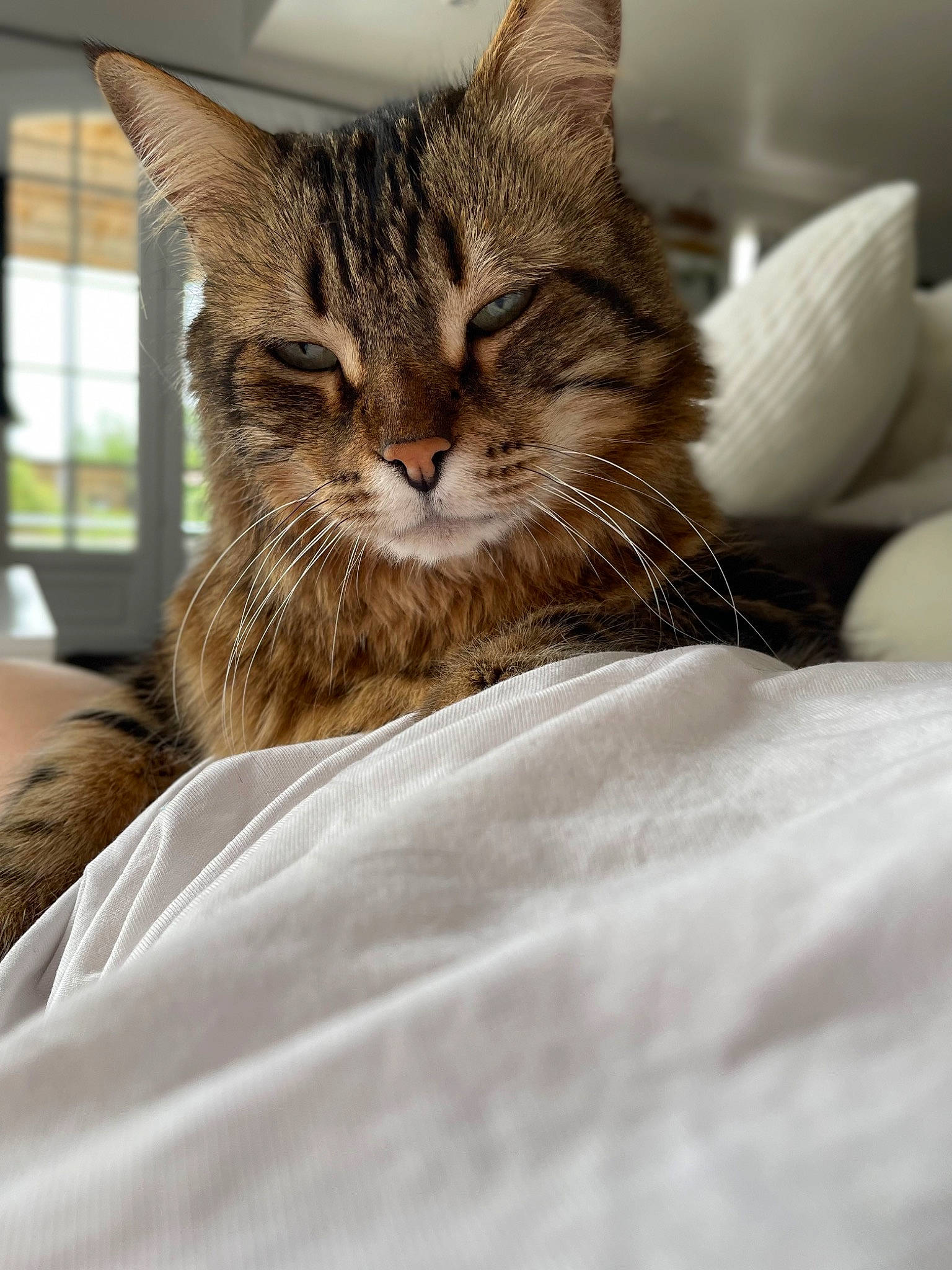 Marley a rejoint le concours — aidez-le/la à gagner de superbes lots ! bed, bed_sheet, bedding, carnivore, cat, claw, comfort, domestic_short_haired_cat, duvet, felidae, fur, linens, nap, paw, small_to_medium_sized_cats, snout, terrestrial_animal, whiskers, window