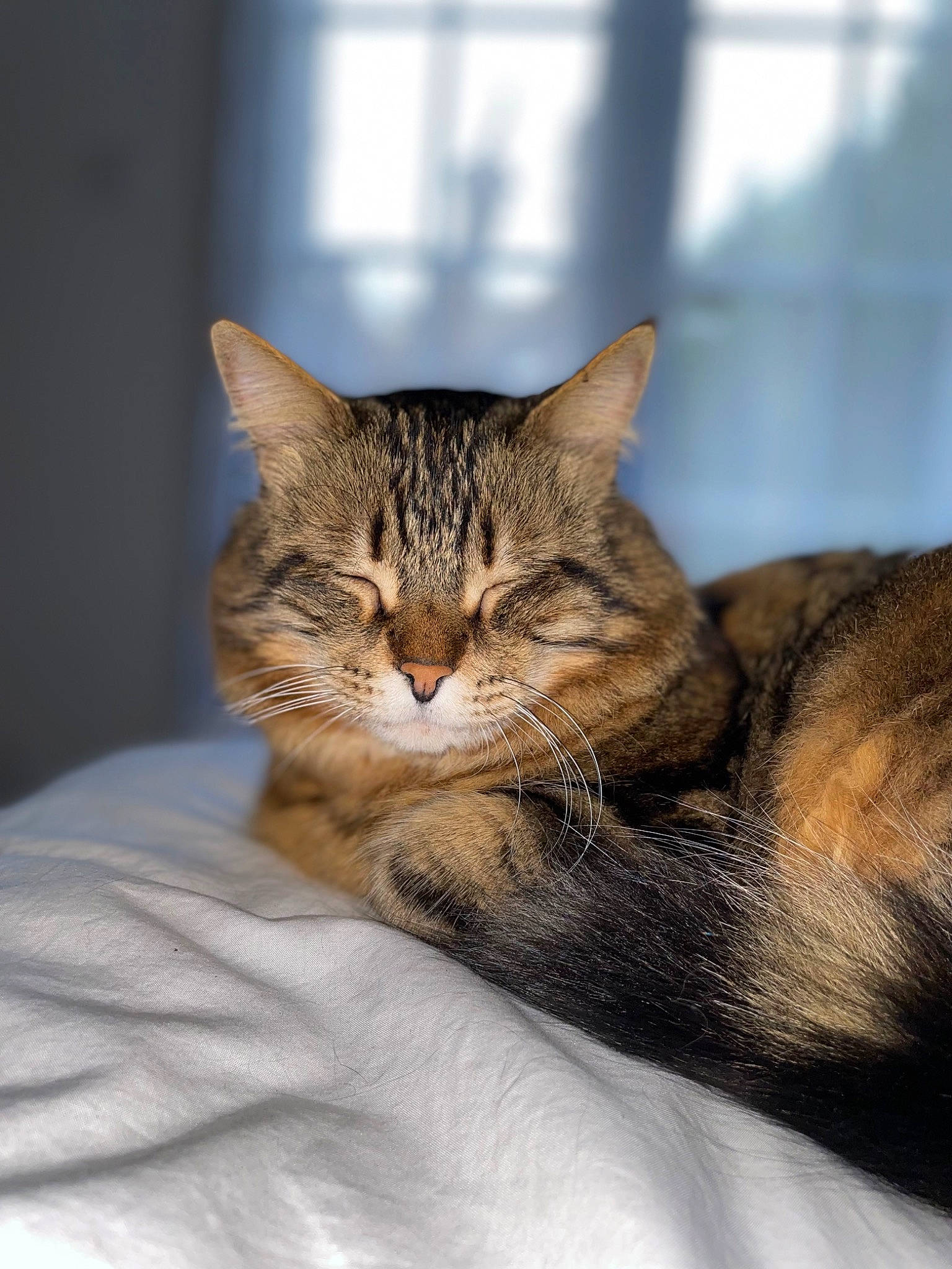 Marley a rejoint le concours — aidez-le/la à gagner de superbes lots ! carnivore, cat, cat_supply, claw, comfort, domestic_short_haired_cat, eye, felidae, fur, paw, sitting, small_to_medium_sized_cats, snout, tail, terrestrial_animal, tree, whiskers, wildlife