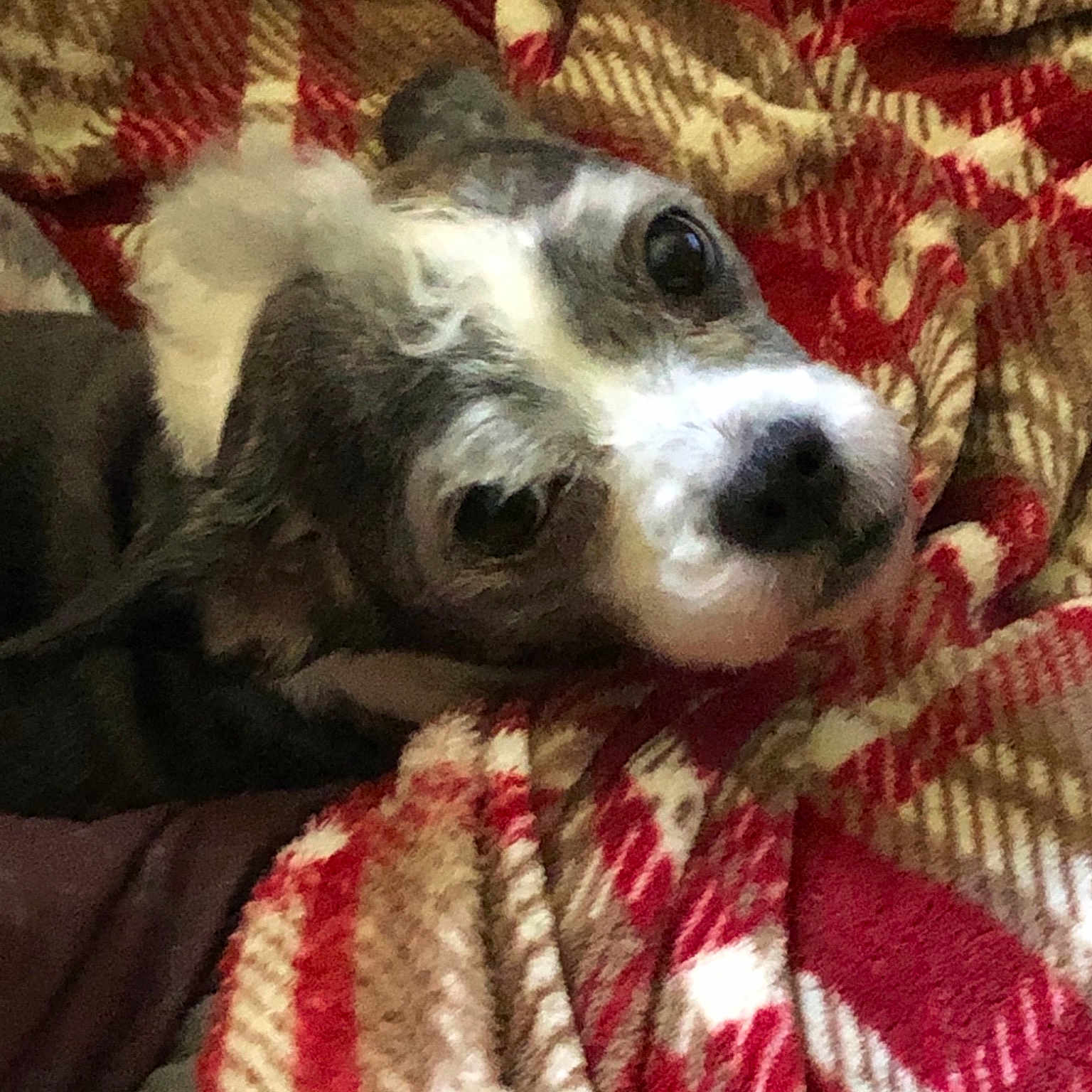 Penni joined the competition — help win amazing prizes! canidae, carnivore, companion_dog, dog, dog_breed, mammal, puppy, snout, terrier, vertebrate, whiskers