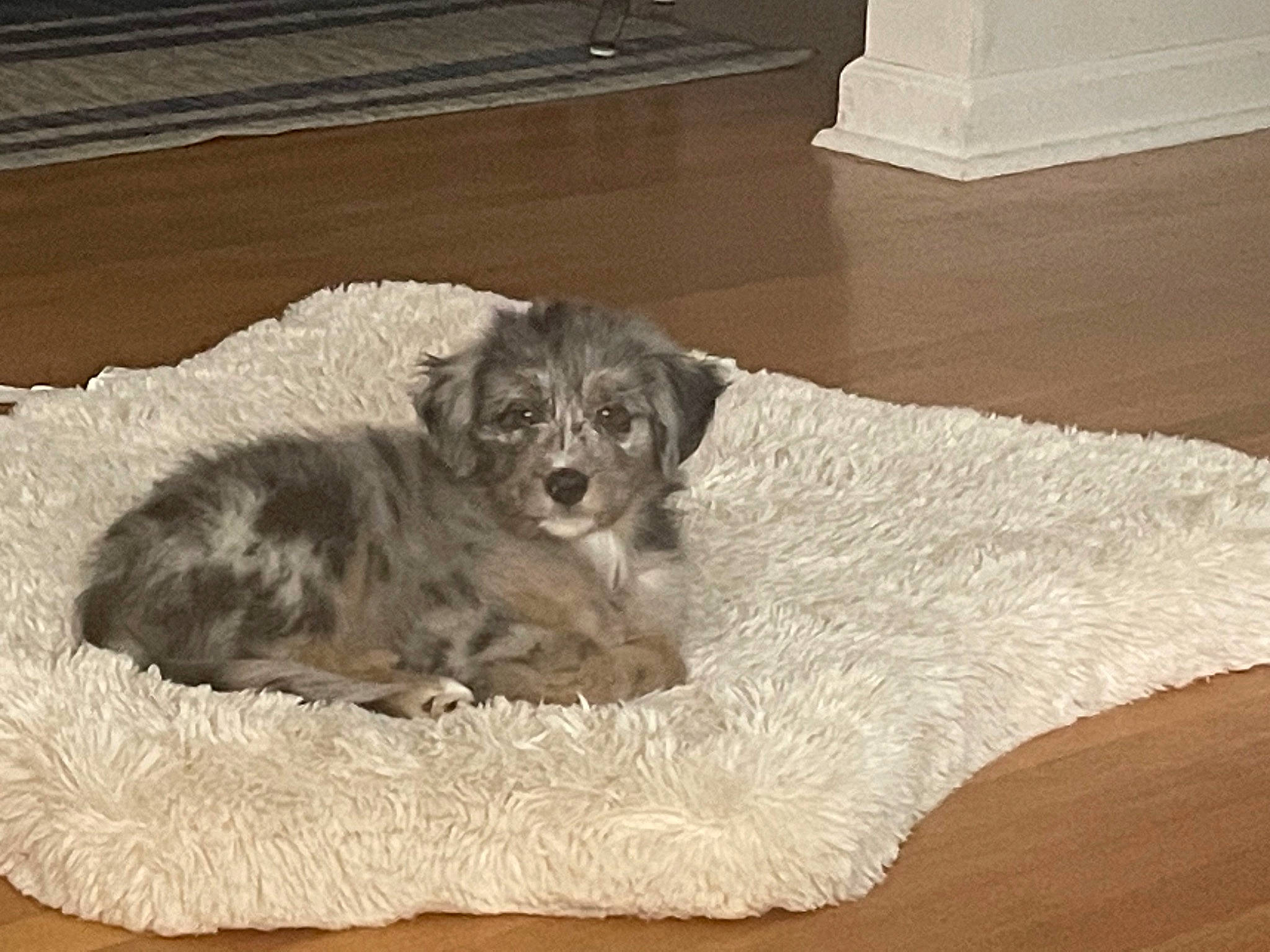 Kooper joined the competition — help win amazing prizes! canidae, carnivore, comfort, companion_dog, dog, dog_breed, dog_supply, flooring, fur, hardwood, liver, paw, snout, sporting_group, terrestrial_animal, wood, working_animal