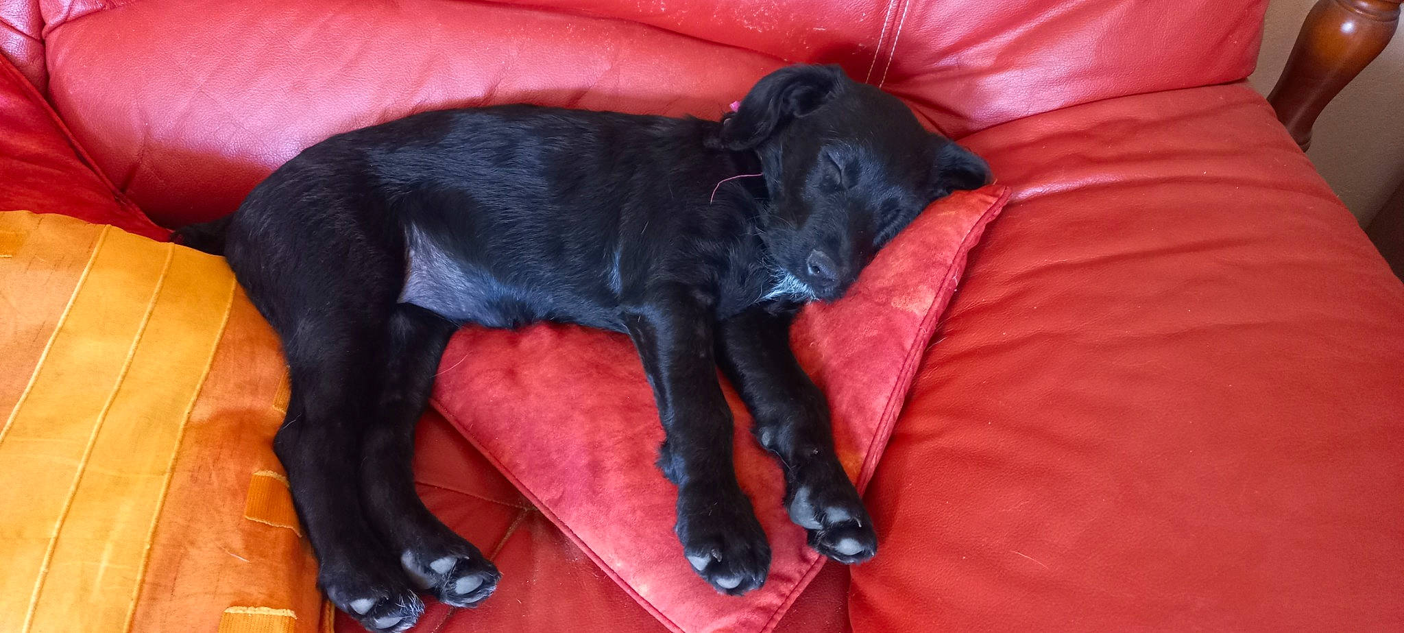 Tanya a rejoint le concours — aidez-le/la à gagner de superbes lots ! borador, canidae, carmine, carnivore, comfort, companion_dog, dog, dog_breed, dog_supply, fur, guard_dog, gun_dog, liver, non_sporting_group, snout, sporting_group, tail, terrestrial_animal, working_animal