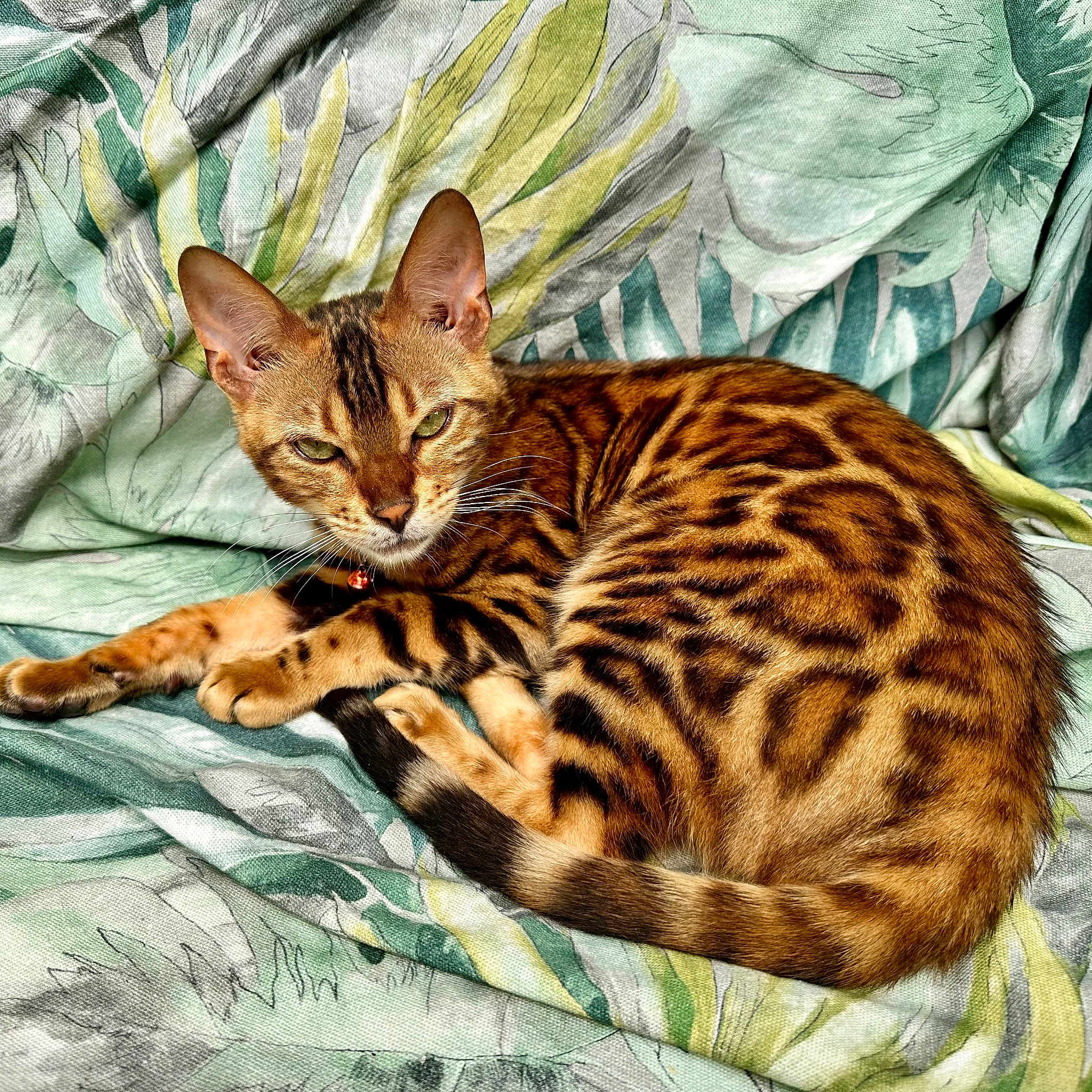 Twix participe au concours pour gagner de l'argent avec cette photo : abyssinian, animal, bed, blanket, cat, couch, egyptiancat, furniture, kitten, manx, ocelot, person, pet, quilt, sleeping