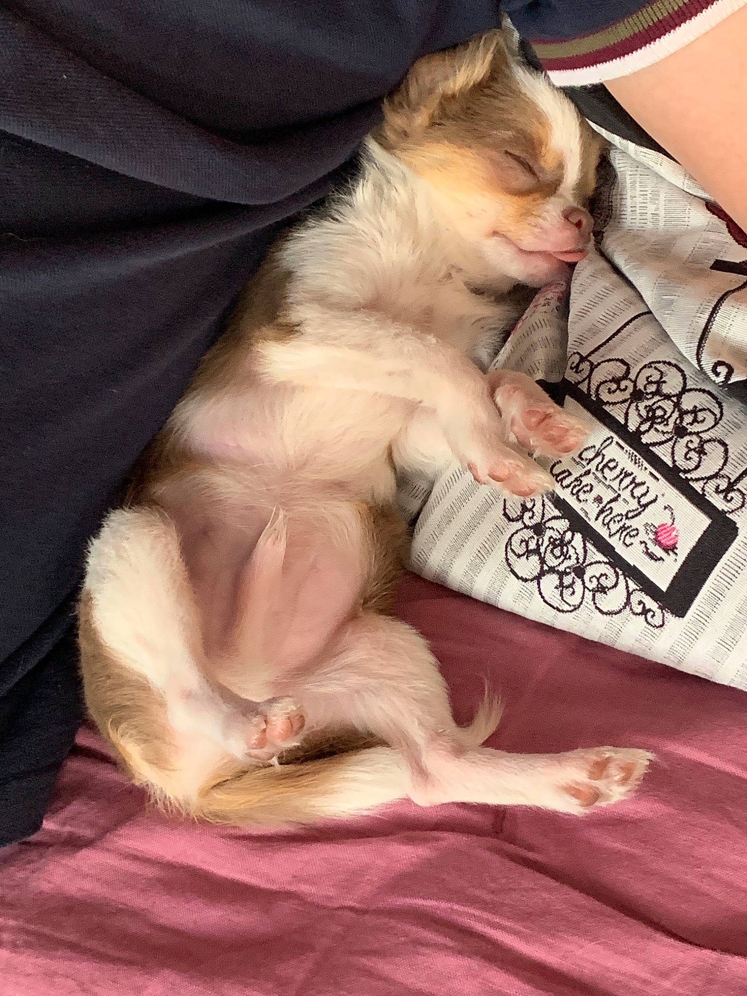 Paco participe au concours pour gagner de l'argent avec cette photo :