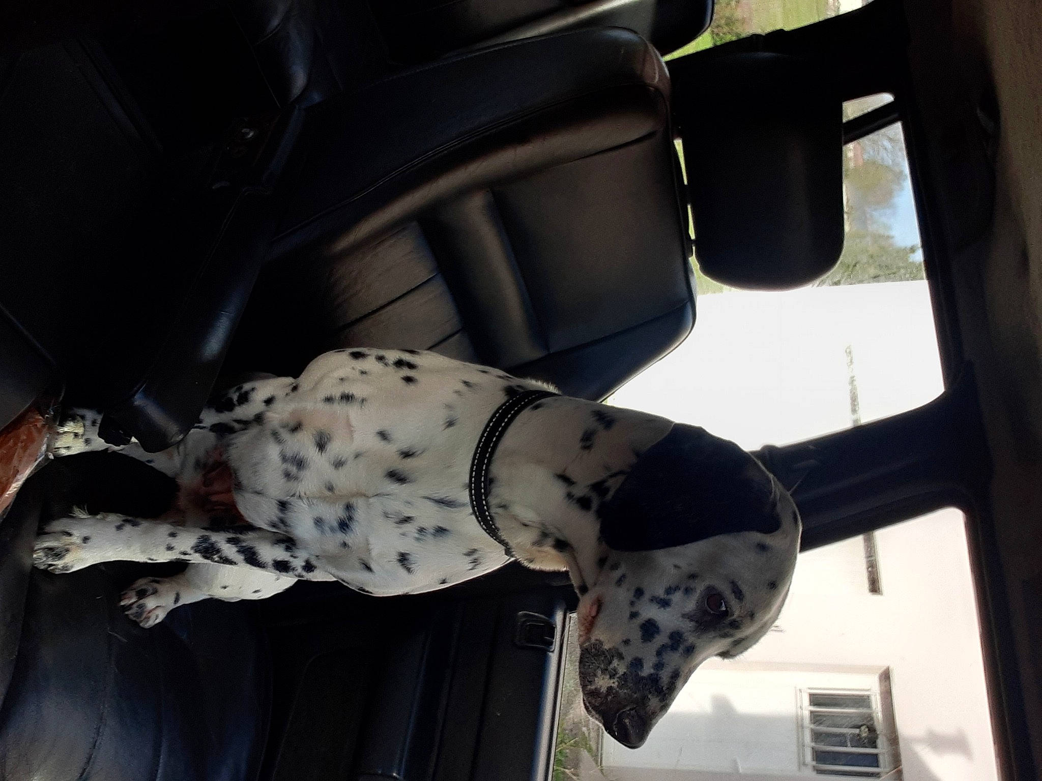 Phybie a rejoint le concours — aidez-le/la à gagner de superbes lots ! auto_part, automotive_design, automotive_exterior, automotive_tire, bumper, car, car_seat, car_seat_cover, dalmatian, dog, family_car, gesture, head_restraint, human_leg, motor_vehicle, pattern, tints_and_shades, vehicle, vehicle_door, window