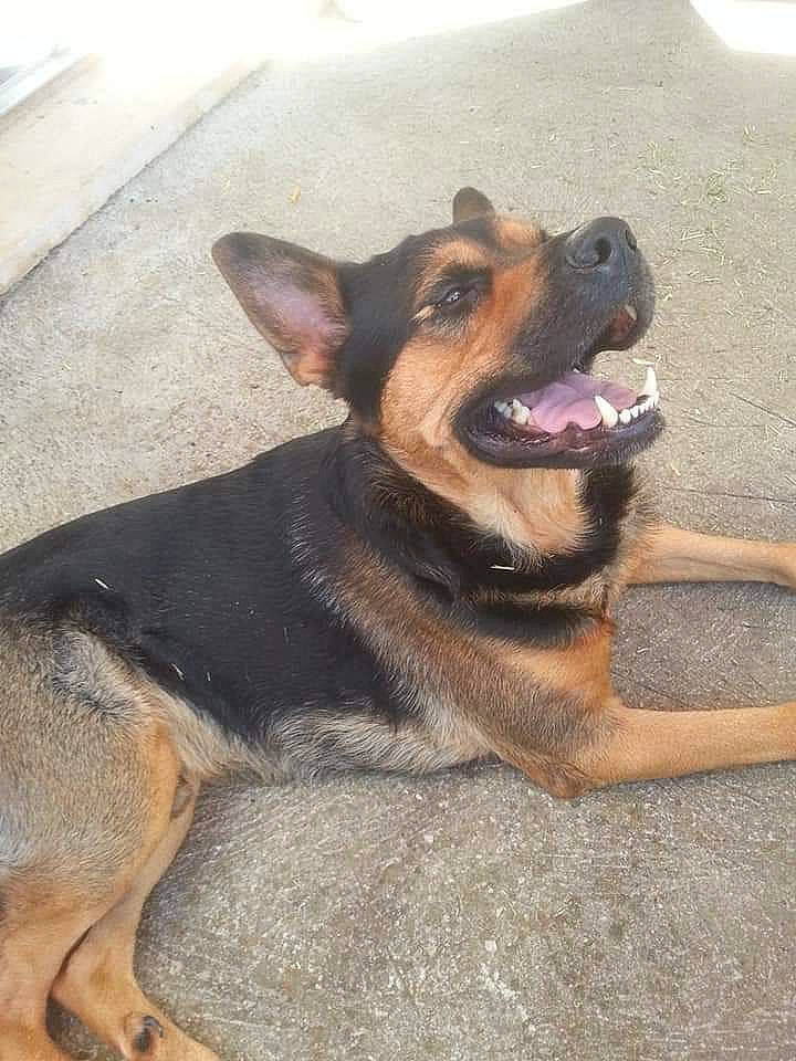 Hugo a rejoint le concours — aidez-le/la à gagner de superbes lots ! asphalt, canidae, carnivore, collar, companion_dog, dog, dog_breed, east_european_shepherd, fawn, fur, herding_dog, paw, pet_supply, road_surface, snout, sporting_group, terrestrial_animal, whiskers, working_animal, working_dog