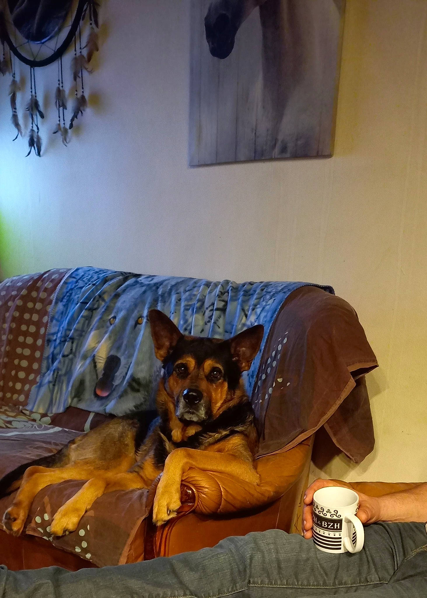 Hugo participe au concours pour gagner de l'argent avec cette photo : bed, bedding, carnivore, comfort, companion_dog, dog, dog_breed, fawn, felidae, flooring, fur, hardwood, home_accessories, house, linens, living_room, picture_frame, room, sporting_group, wood