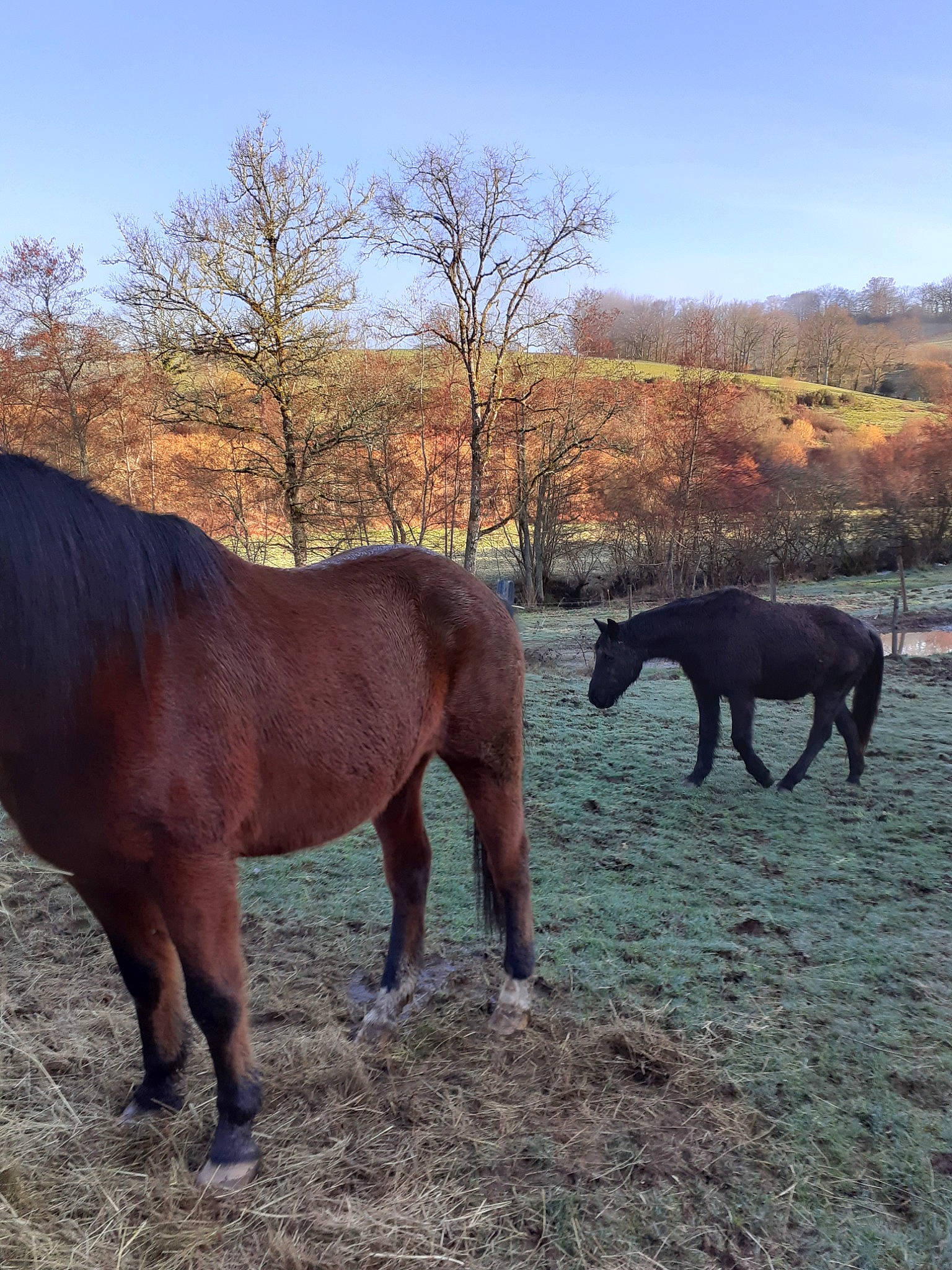 Flica participe au concours pour gagner de l'argent avec cette photo : farm, grazing, horse, landscape, livestock, mammal, mane, mare, mustang_horse, pack_animal, pasture, pony, ranch, shetland_pony, snout, stallion, terrestrial_animal, vertebrate