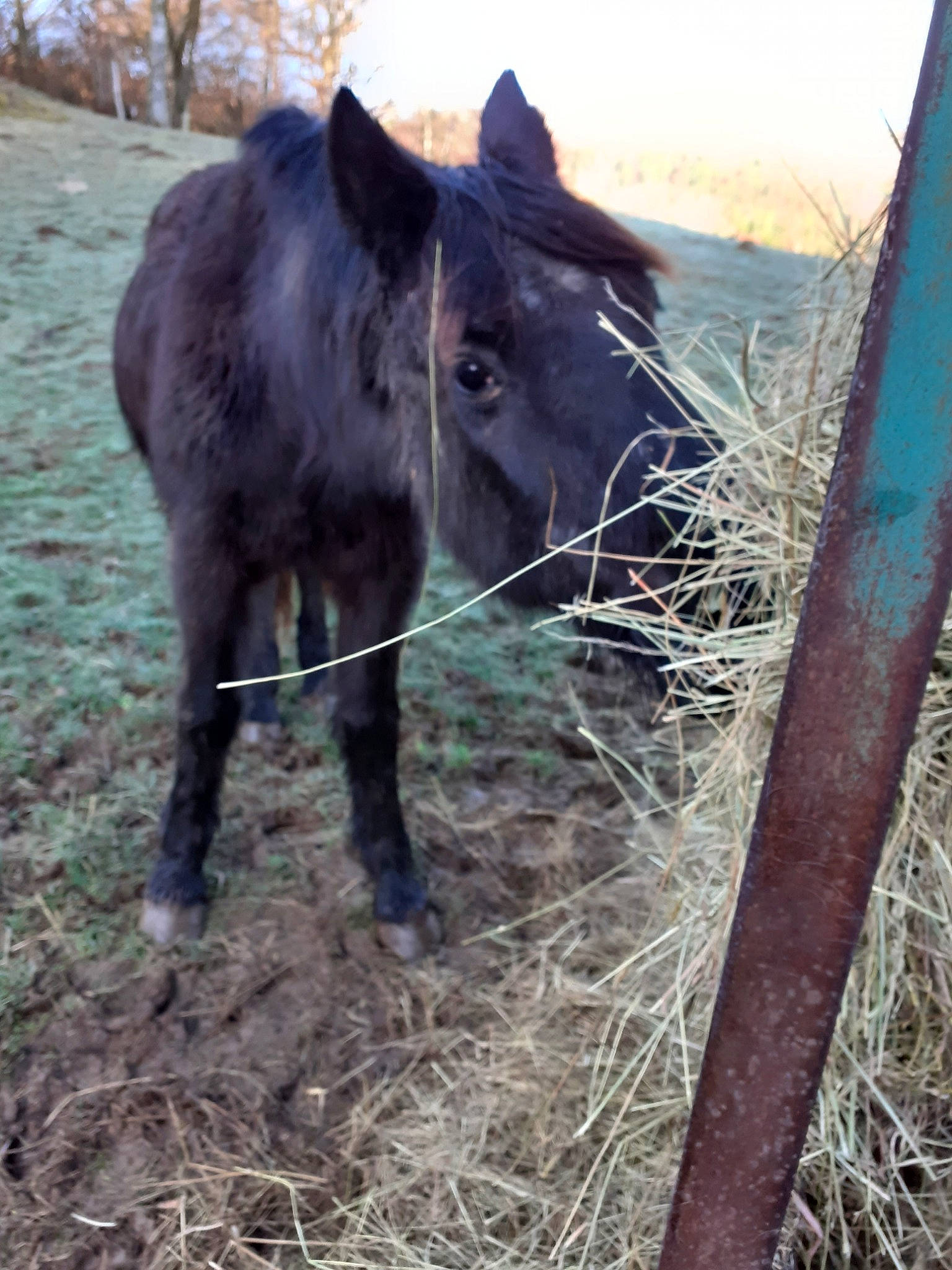 Flica a rejoint le concours — aidez-le/la à gagner de superbes lots ! bovine, grazing, horse, livestock, mammal, mane, pack_animal, pasture, plant, pony, snout, vertebrate, working_animal