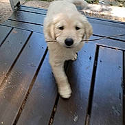 Lucas joined the competition — help win amazing prizes! puppy, golden_retriever, dog, stick, wooden_deck, outdoor, grass, pet, cute, animal, playful, walking, young, fur, nature, summer, canine, happy, adorable, domestic