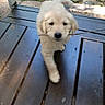 puppy, golden_retriever, dog, stick, wooden_deck, outdoor, grass, pet, cute, animal, playful, walking, young, fur, nature, summer, canine, happy, adorable, domestic
