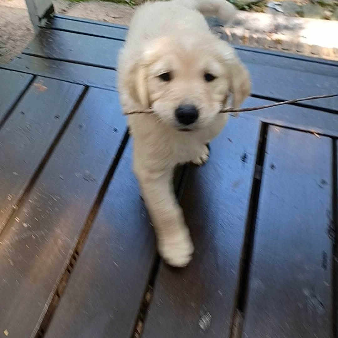 Lucas joined the competition — help win amazing prizes! puppy, golden_retriever, dog, stick, wooden_deck, outdoor, grass, pet, cute, animal, playful, walking, young, fur, nature, summer, canine, happy, adorable, domestic
