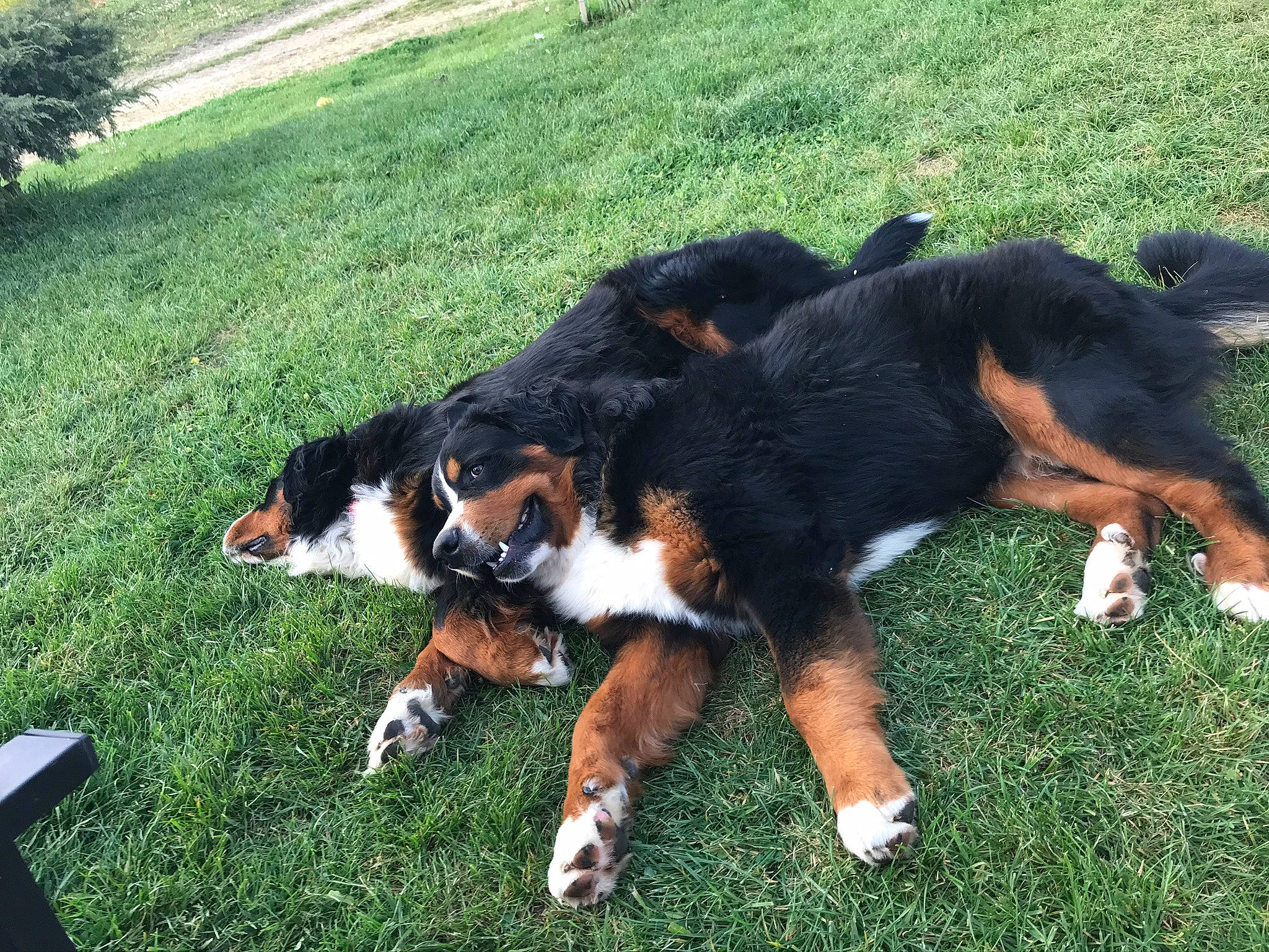 Pog a rejoint le concours — aidez-le/la à gagner de superbes lots ! bernese_mountain_dog, canidae, carnivore, companion_dog, dog, dog_breed, grass, herding_dog, plant, sharing, snout, sporting_group, tail, terrestrial_animal, working_dog
