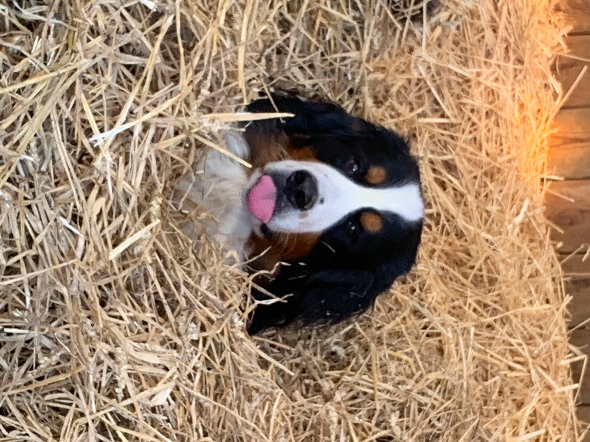 Pog participe au concours pour gagner de l'argent avec cette photo : animal_shelter, ball, canidae, carnivore, companion_dog, dog, dog_breed, fur, grass, guinea_pig, hay, nest, panda, snout, soil, sporting_group, straw, terrestrial_animal, twig, wood