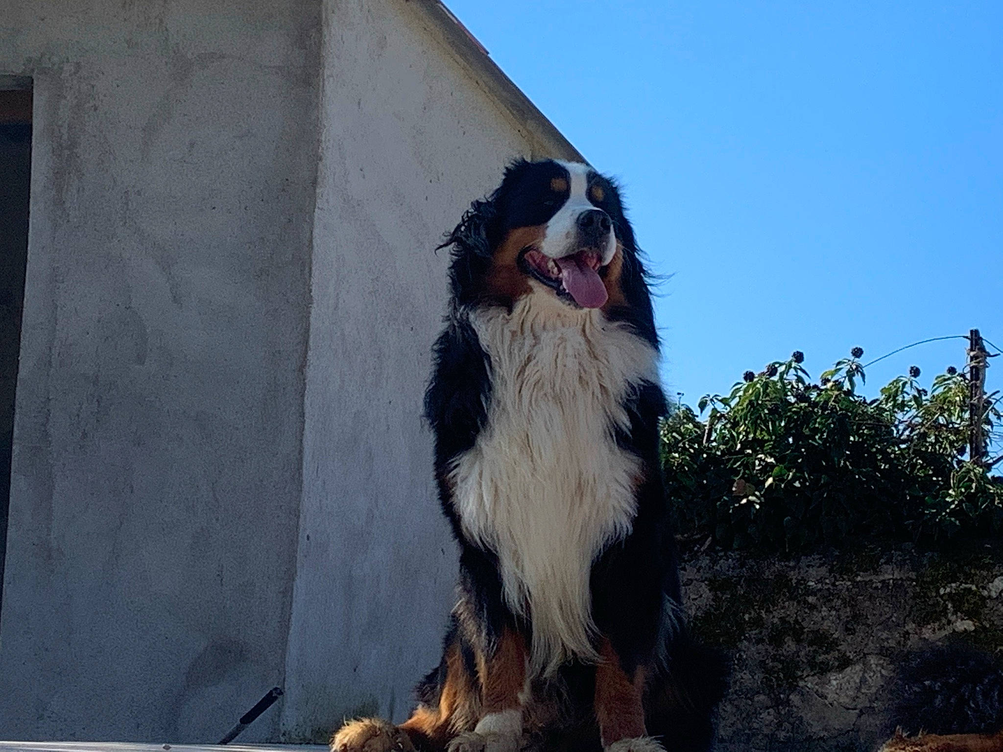 Pog participe au concours pour gagner de l'argent avec cette photo : art, canidae, carnivore, companion_dog, dog, dog_breed, dog_supply, fang, fur, japanese_chin, king_charles_spaniel, plant, roar, sky, sporting_group, working_animal, working_dog