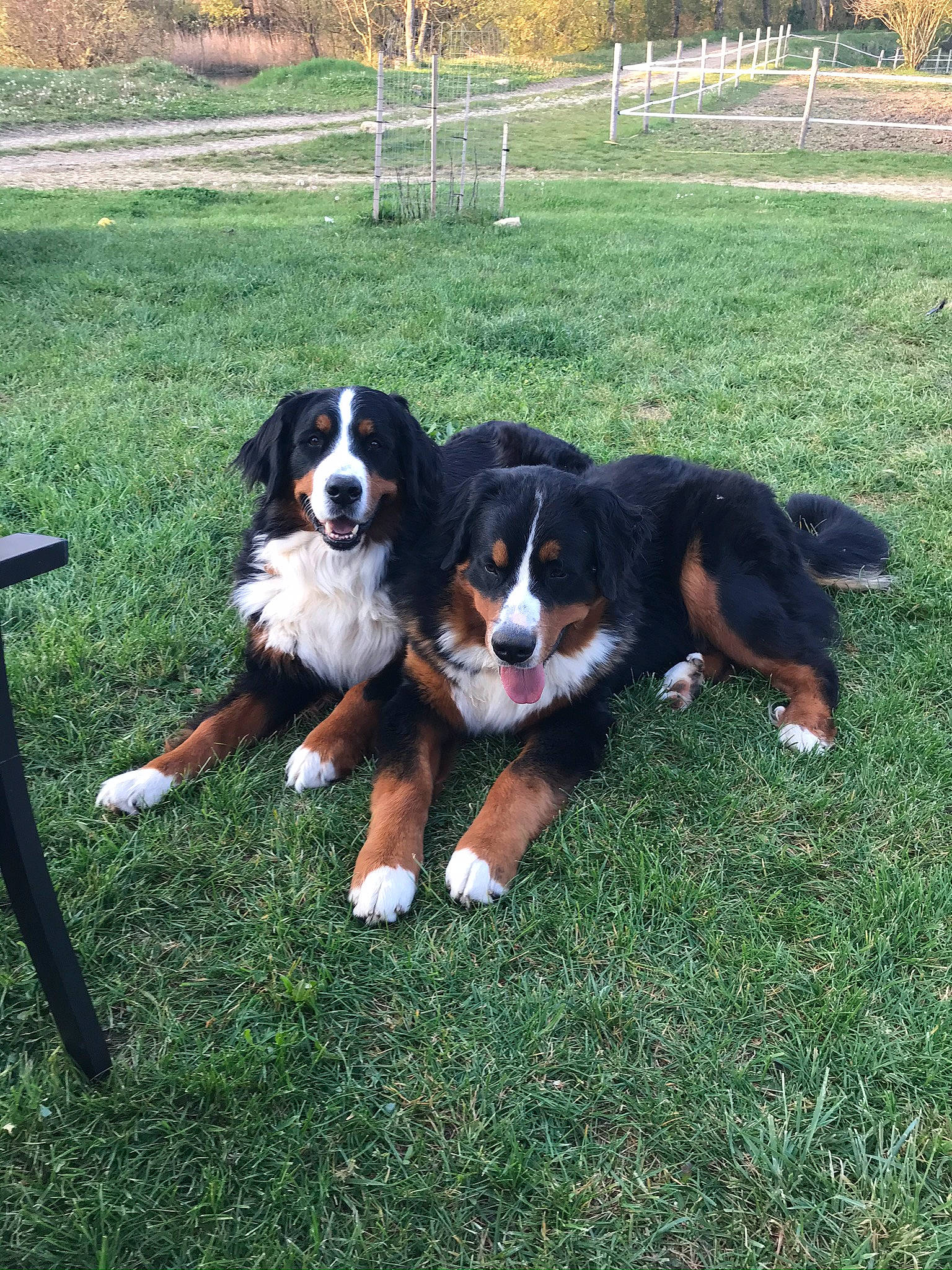 Patton a rejoint le concours — aidez-le/la à gagner de superbes lots ! beaglier, bernese_mountain_dog, canidae, carnivore, companion_dog, dog, dog_breed, fence, giant_dog_breed, grass, greater_swiss_mountain_dog, herding_dog, home_fencing, hunting_dog, plant, sharing, sporting_group, tree, working_dog