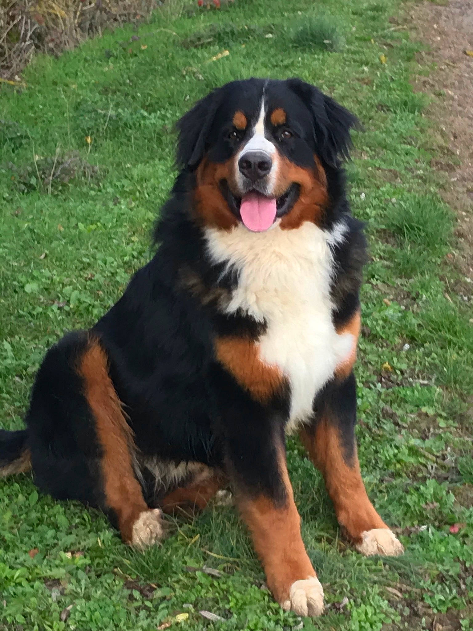 Patton participe au concours pour gagner de l'argent avec cette photo : bernese_mountain_dog, canidae, carnivore, companion_dog, dog, dog_breed, giant_dog_breed, grass, herding_dog, plant, sporting_group, terrestrial_animal, working_dog