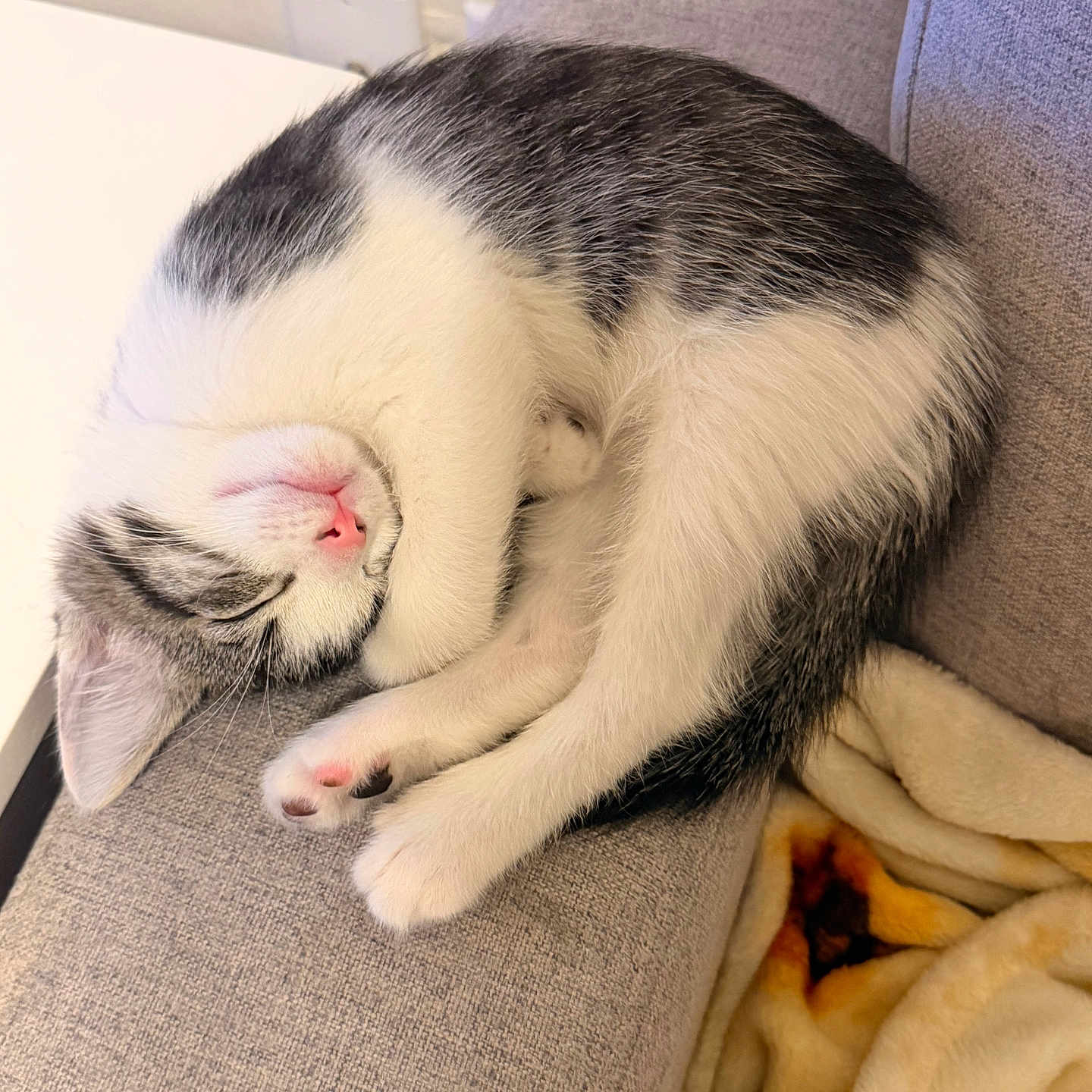 Prince is registered to the contest to win money with this photo: cat, kitten, sleeping, nap, couch, gray_fabric, pink_nose, pink_paws, curled_up, indoor, cozy, blanket, fur, whiskers, small_pet, domestic_animal, resting, quiet, cute, relaxation