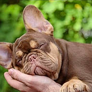 Takara is registered to the contest to win money with this photo: dog, puppy, french_bulldog, sleeping, hand, pet, animal, outdoor, closeup, brown, ears, face, nose, paw, resting, nature, cute, peaceful, portrait, young