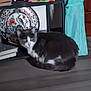 cat, gray_cat, white_cat, animal, pet, floor, decorative_plate, furniture, indoor, home, turquoise_cloth, curled_up, resting, domestic, quiet, cozy, table, shelf, background, calm