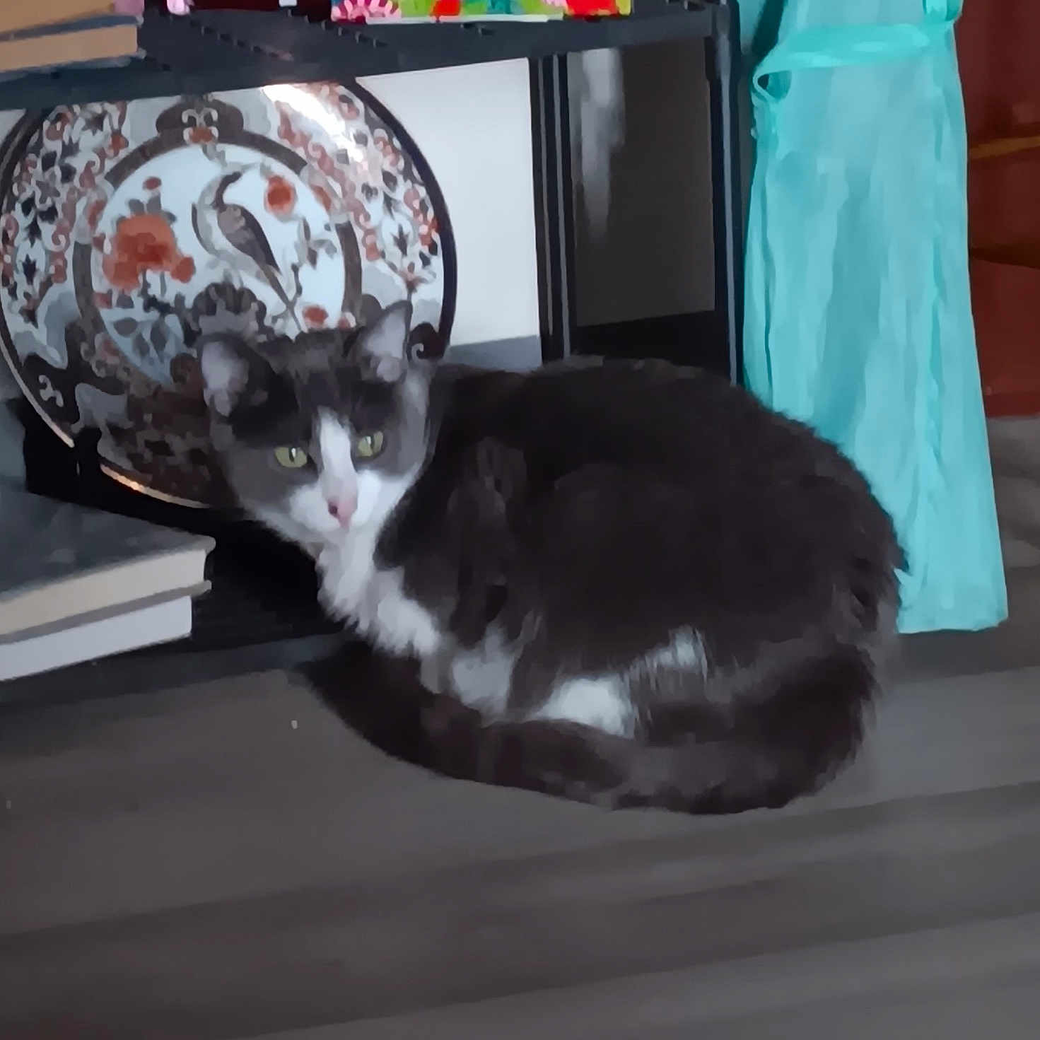 Daisy joined the competition — help win amazing prizes! animal, background, calm, cat, cozy, curled_up, decorative_plate, domestic, floor, furniture, gray_cat, home, indoor, pet, quiet, resting, shelf, table, turquoise_cloth, white_cat