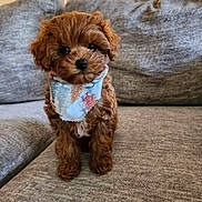Frankie joined the competition — help win amazing prizes! adorable, animal, bandana, brown, couch, cozy, cute, decor, dog, fluffy, fur, home, indoor, lamp, living_room, pet, portrait, puppy, sitting, small_dog