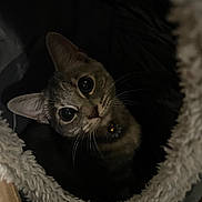 Katsumi joined the competition — help win amazing prizes! abyssinian, animal, blanket, cat, furniture, kitten, manx, pet, siamese