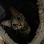 abyssinian, animal, blanket, cat, furniture, kitten, manx, pet, siamese