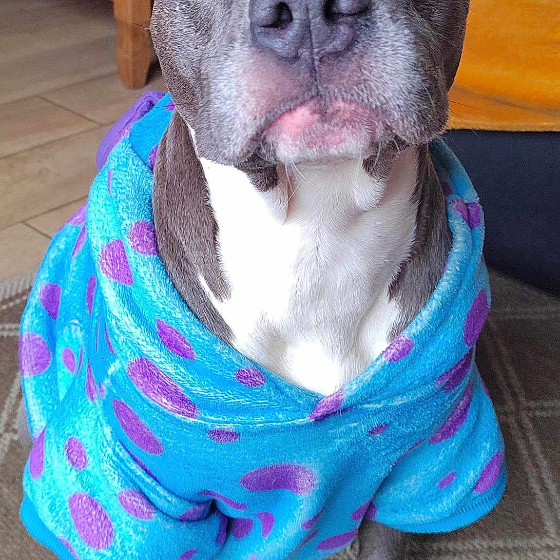 Taolita participe au concours pour gagner de l'argent avec cette photo : animal, blue, canine, carpet, clothing, cute, dog, floor, furniture, hoodie, indoor, living_room, nose, paw, pet, polka_dots, portrait, purple, sitting, wooden_table