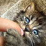 Puffa Fart is registered to the contest to win money with this photo: kitten, cat, blue_eyes, close_up, fluffy, paw, finger, nibbling, blanket, cute, pet, animal, whiskers, fur, cozy, soft, young, indoor, touch, intimate
