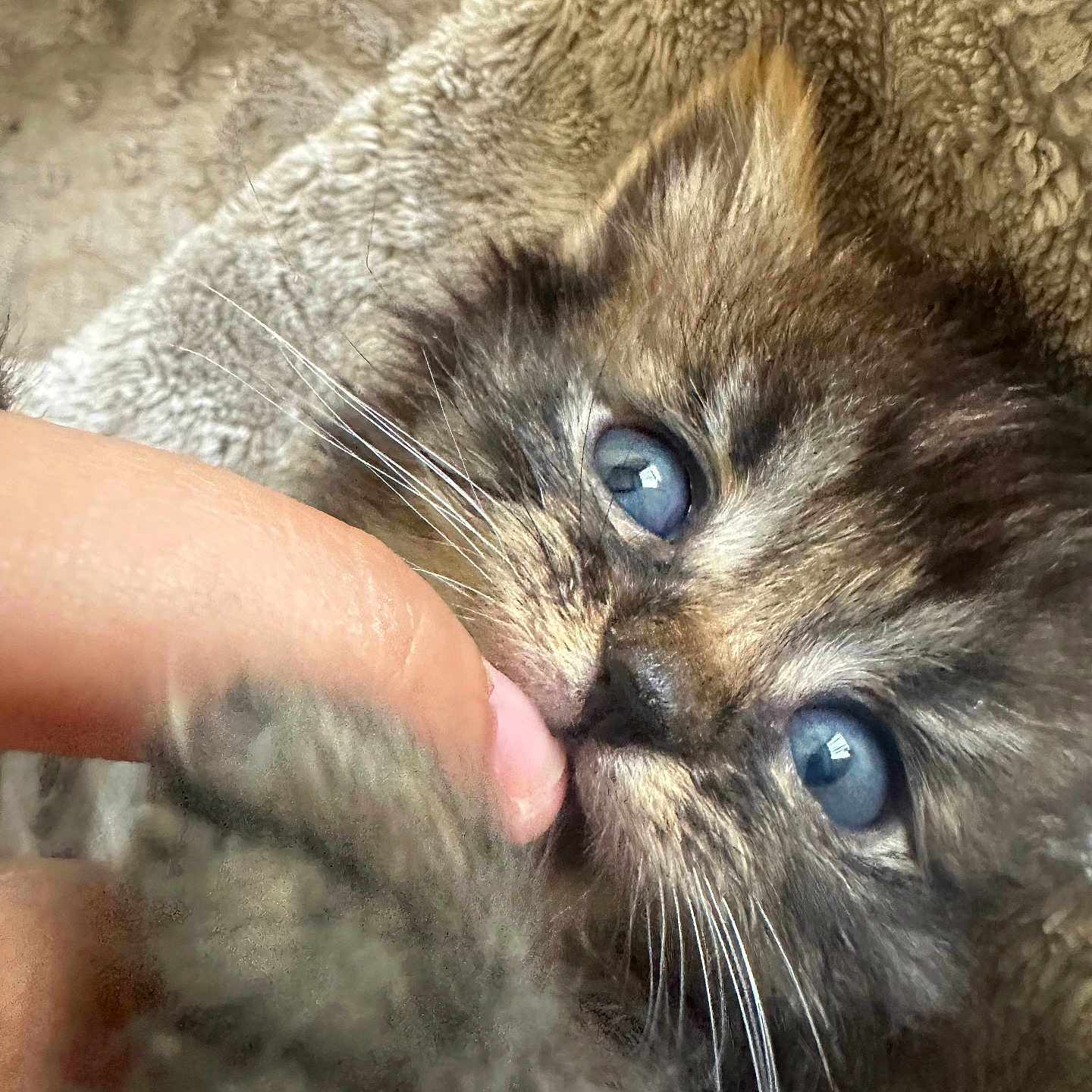 Puffa Fart is registered to the contest to win money with this photo: kitten, cat, blue_eyes, close_up, fluffy, paw, finger, nibbling, blanket, cute, pet, animal, whiskers, fur, cozy, soft, young, indoor, touch, intimate