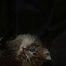 Puffa Fart is registered to the contest to win money with this photo: kitten, cat, fur, eyes, pet, animal, cute, fluffy, whiskers, face, young, domestic, feline, adorable, small, portrait, looking, dark_background, indoor, curious