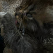 Puffa Fart joined the competition — help win amazing prizes! kitten, cat, paw, licking, close_up, blurry, furry, texture, blanket, cozy, soft_lighting, animal, pet, indoor, cute, young, whiskers, brown, striped, fur