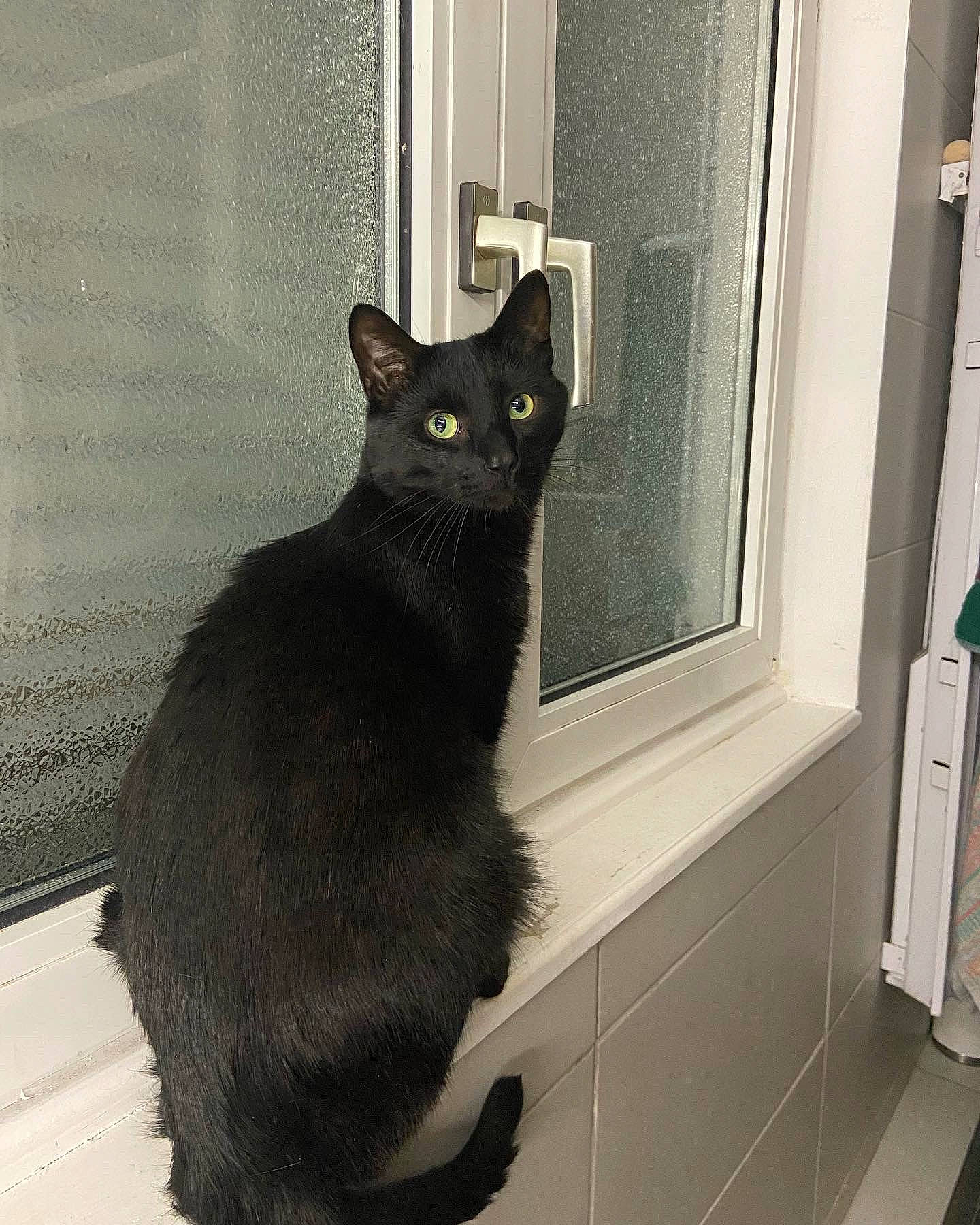 Orion a rejoint le concours — aidez-le/la à gagner de superbes lots ! black_cat, bombay, carnivore, cat, claw, domestic_short_haired_cat, door, felidae, fixture, flooring, fur, grey, havana_brown, paw, room, small_to_medium_sized_cats, tail, terrestrial_animal, whiskers, window